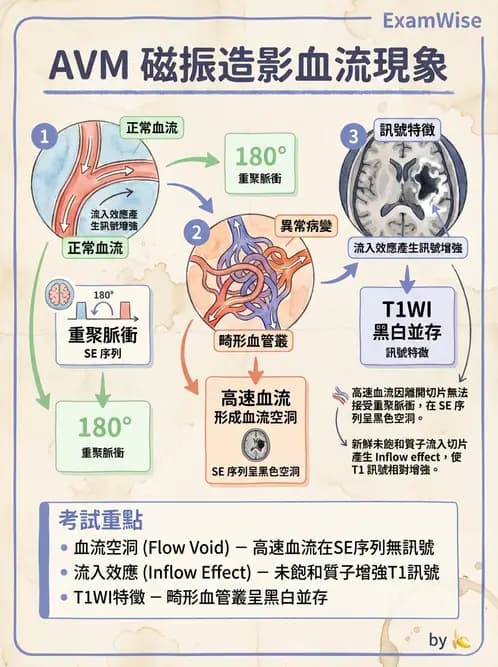 放射 - MR進階影像與臨床應用 - AI 圖文解析預覽