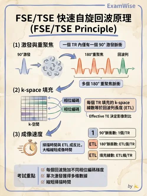 放射 - MRI脈衝序列與訊號技術 - AI 圖文解析預覽