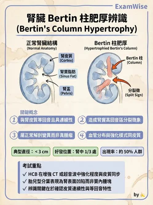 放射 - 腎臟血管與其他超音波 - AI 圖文解析預覽