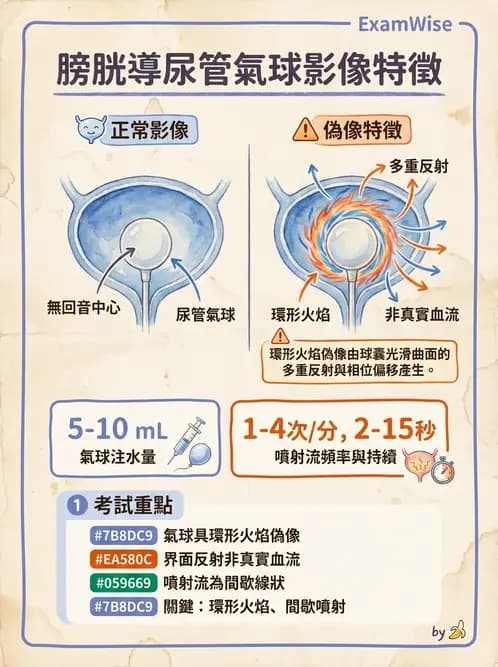 放射 - 泌尿生殖與小器官超音波 - AI 圖文解析預覽