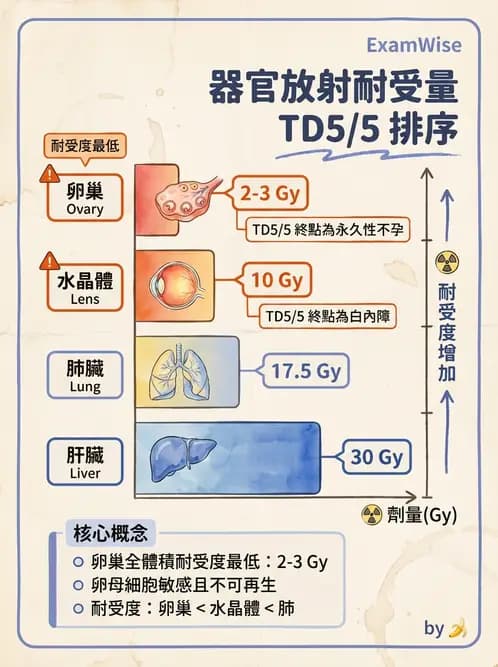 放射 - 組織與腫瘤輻射效應 - AI 圖文解析預覽