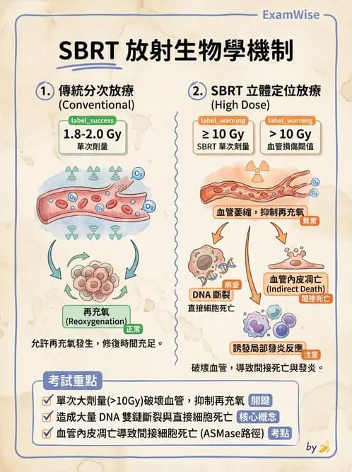 放射 - 細胞存活曲線與週期 - AI 圖文解析預覽
