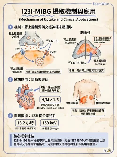 放射 - 腫瘤與內分泌造影SPECT藥物 - AI 圖文解析預覽