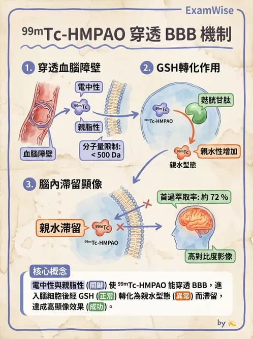 放射 - 腦部造影SPECT藥物 - AI 圖文解析預覽