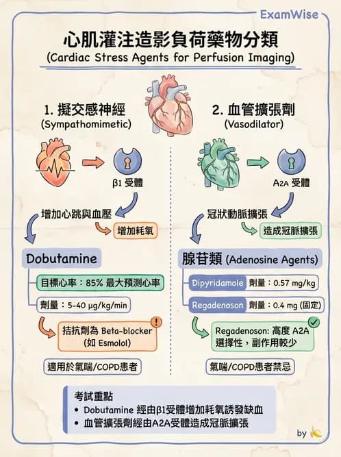 放射 - 心臟灌注造影 - AI 圖文解析預覽