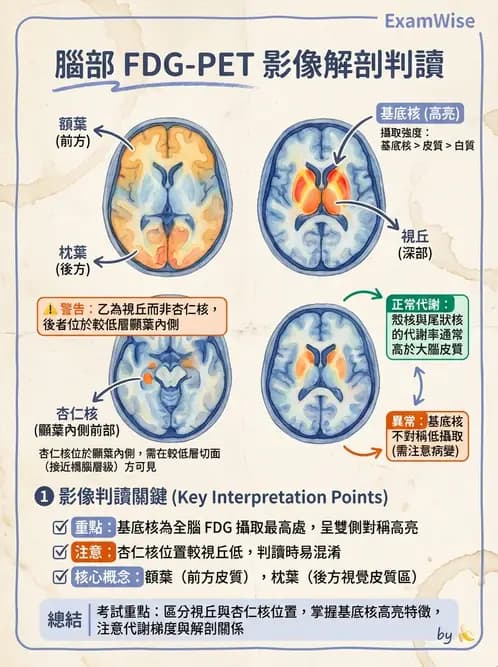 放射 - FDG PET造影 - AI 圖文解析預覽