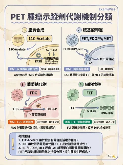 放射 - 腫瘤PET藥物 - AI 圖文解析預覽