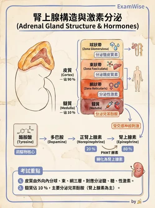 放射 - 腫瘤與內分泌造影SPECT藥物 - AI 圖文解析預覽
