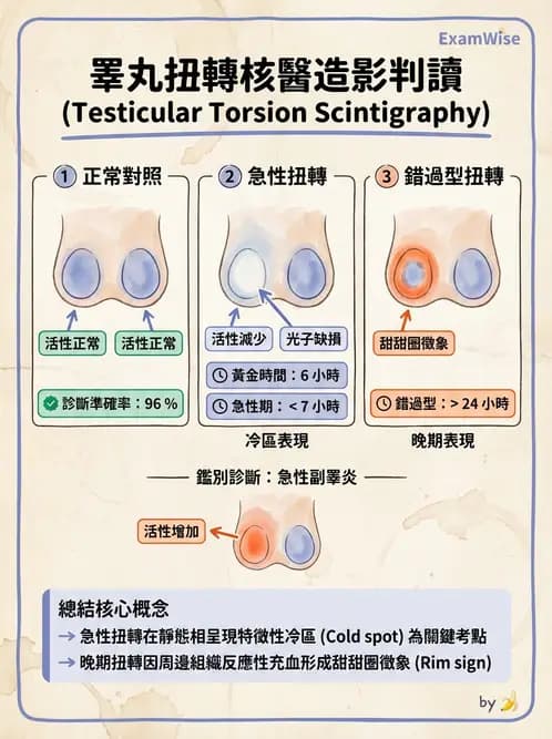 放射 - 肺部與感染造影 - AI 圖文解析預覽