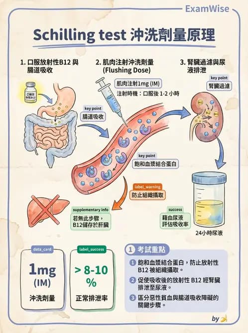 放射 - 消化道造影 - AI 圖文解析預覽