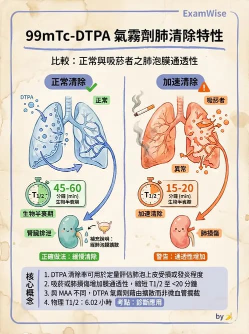放射 - 肺部與感染造影 - AI 圖文解析預覽