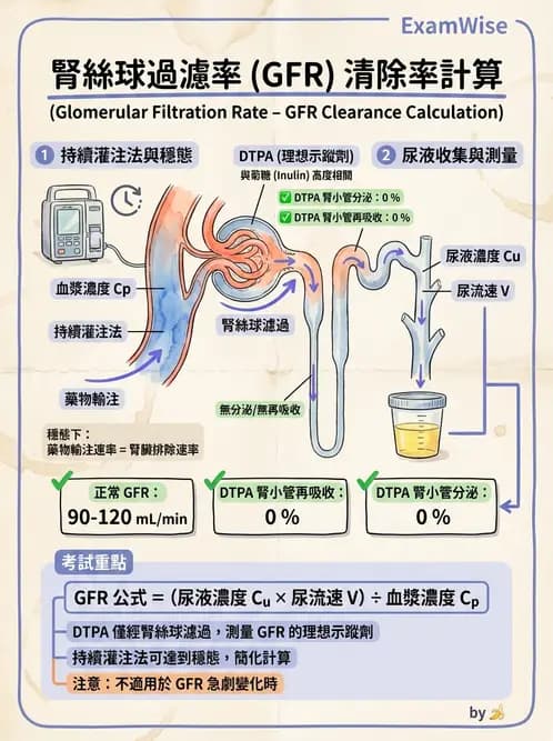 放射 - 腎臟造影 - AI 圖文解析預覽