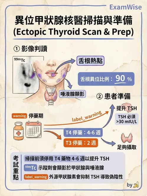 放射 - 甲狀腺造影 - AI 圖文解析預覽