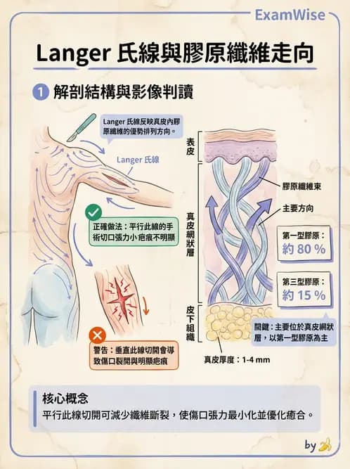 放射 - 細胞、組織與外皮系統 - AI 圖文解析預覽