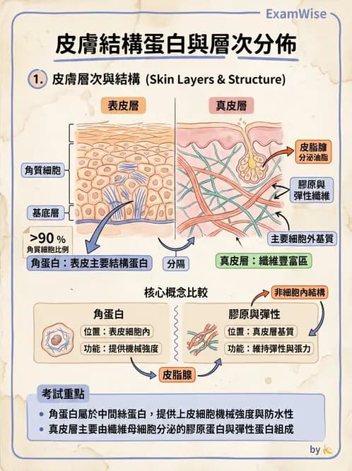 放射 - 細胞、組織與外皮系統 - AI 圖文解析預覽
