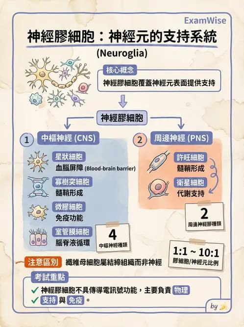 放射 - 大腦皮質與神經細胞 - AI 圖文解析預覽