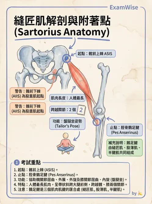 放射 - 下肢肌肉 - AI 圖文解析預覽