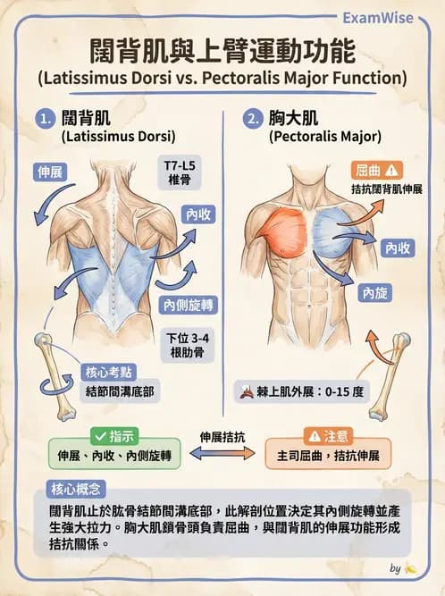 放射 - 軀幹、頸頭肌肉及肌肉組織學 - AI 圖文解析預覽