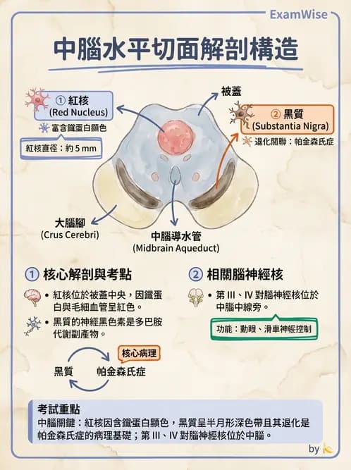 放射 - 腦幹、脊髓與腦室系統 - AI 圖文解析預覽