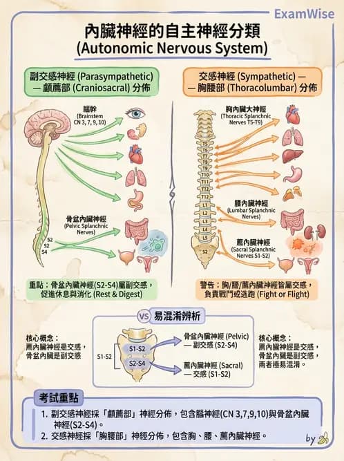 放射 - 自律神經系統 - AI 圖文解析預覽