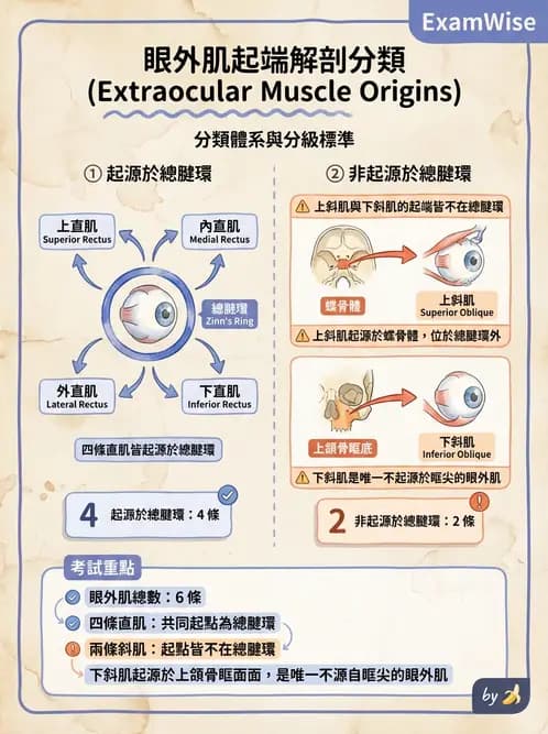 放射 - 特殊感官 - AI 圖文解析預覽