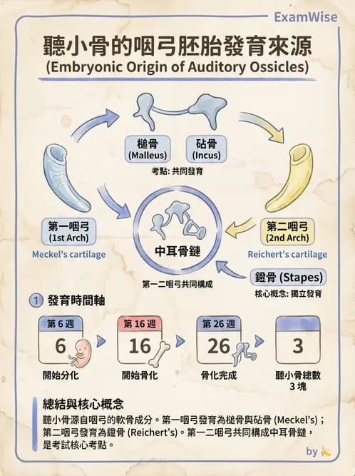 放射 - 特殊感官 - AI 圖文解析預覽