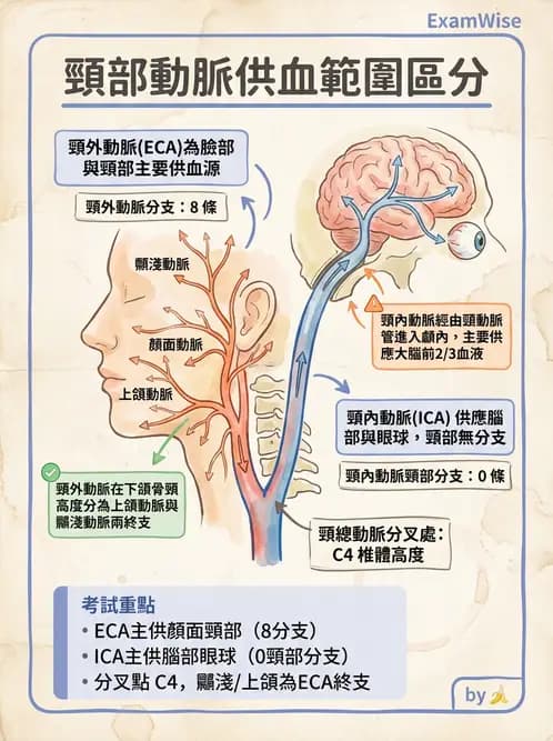 放射 - 血管 - AI 圖文解析預覽