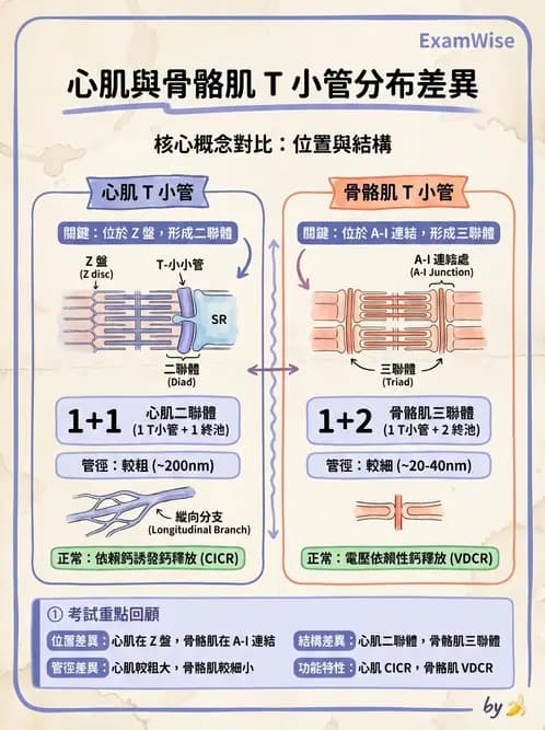 放射 - 心臟 - AI 圖文解析預覽