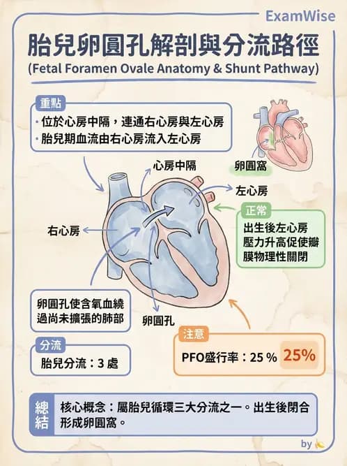 放射 - 心臟 - AI 圖文解析預覽