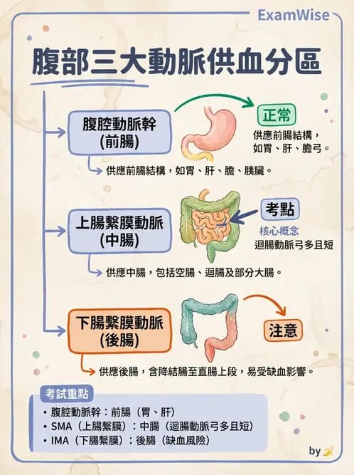 放射 - 血管 - AI 圖文解析預覽