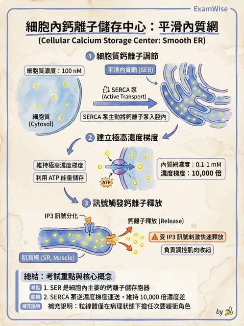 放射 - 細胞生理 - AI 圖文解析預覽