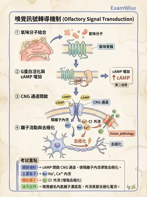 放射 - 神經生理 - AI 圖文解析預覽