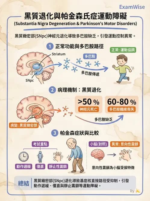 放射 - 神經系統疾病 - AI 圖文解析預覽