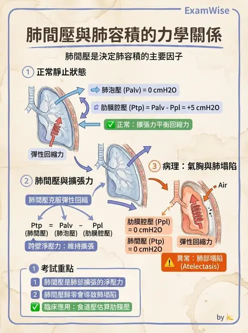 放射 - 呼吸生理 - AI 圖文解析預覽