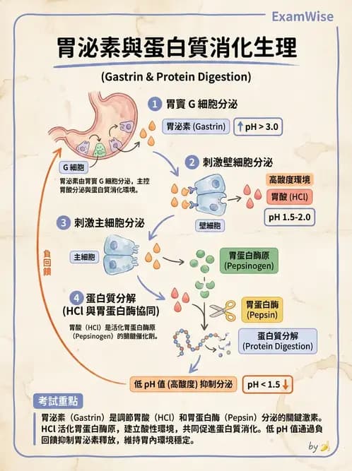 放射 - 胃腸生理 - AI 圖文解析預覽