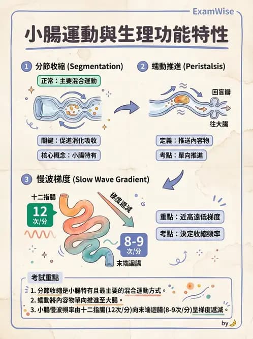 放射 - 胃腸生理 - AI 圖文解析預覽