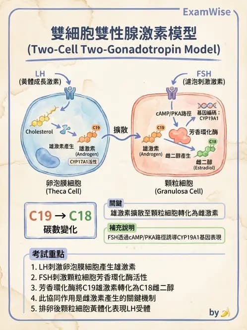 放射 - 生殖生理 - AI 圖文解析預覽