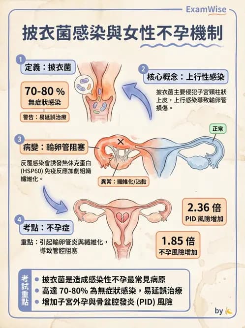 放射 - 感染、修復及其反應 - AI 圖文解析預覽