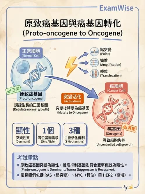 放射 - 惡性腫瘤 - AI 圖文解析預覽
