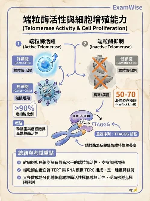 放射 - 惡性腫瘤 - AI 圖文解析預覽
