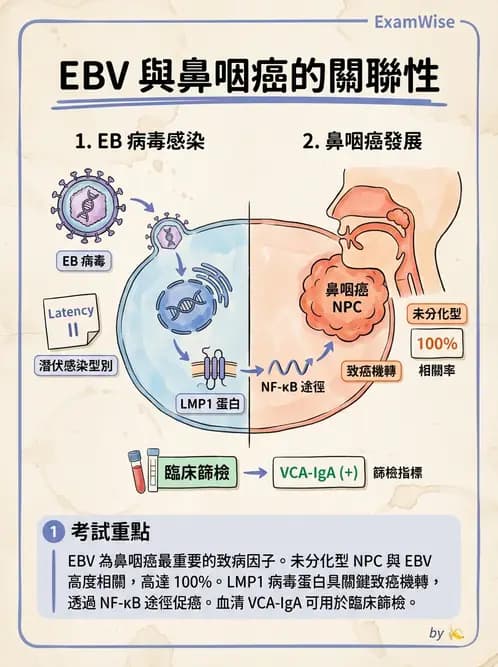 放射 - 呼吸系統疾病 - AI 圖文解析預覽