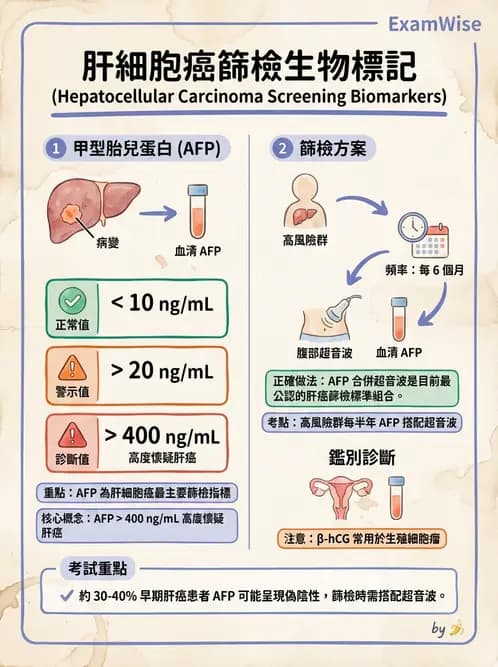 放射 - 肝臟、膽道及胰臟疾病 - AI 圖文解析預覽