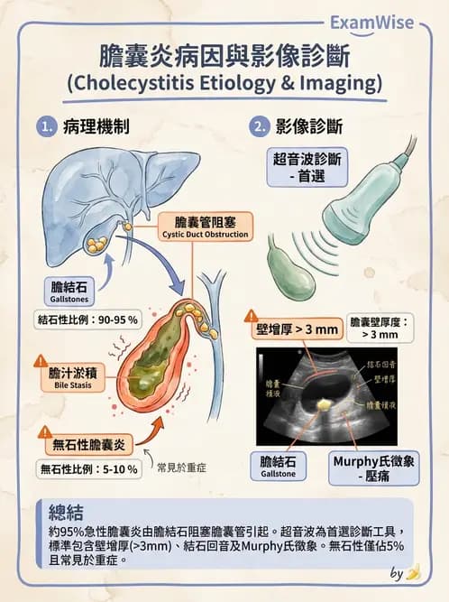 放射 - 肝臟、膽道及胰臟疾病 - AI 圖文解析預覽