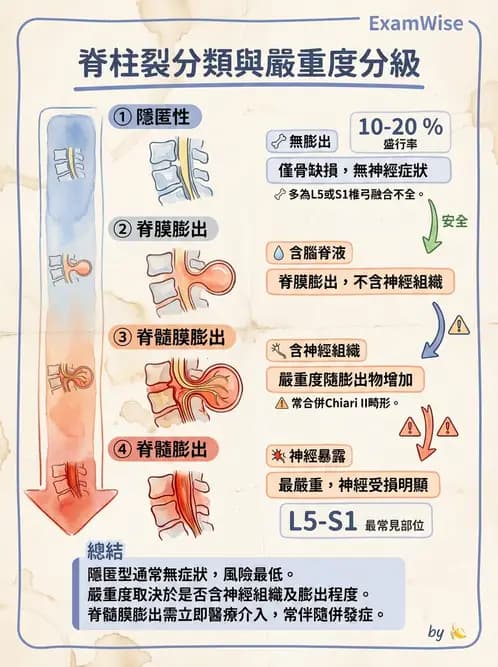 放射 - 遺傳疾病與小兒疾病 - AI 圖文解析預覽
