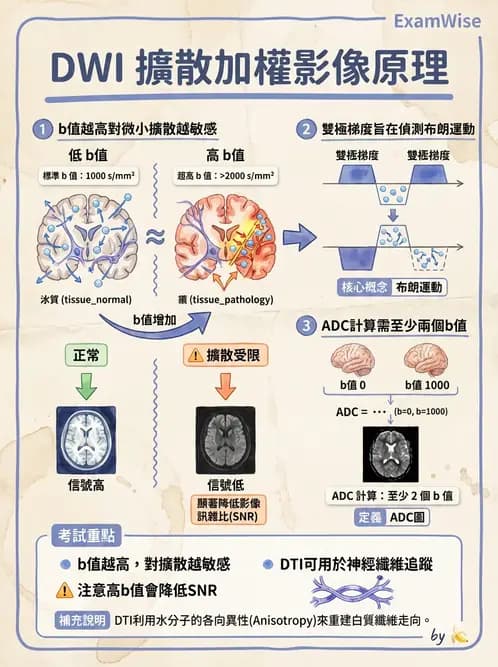 放射 - MR進階影像與臨床應用 - AI 圖文解析預覽