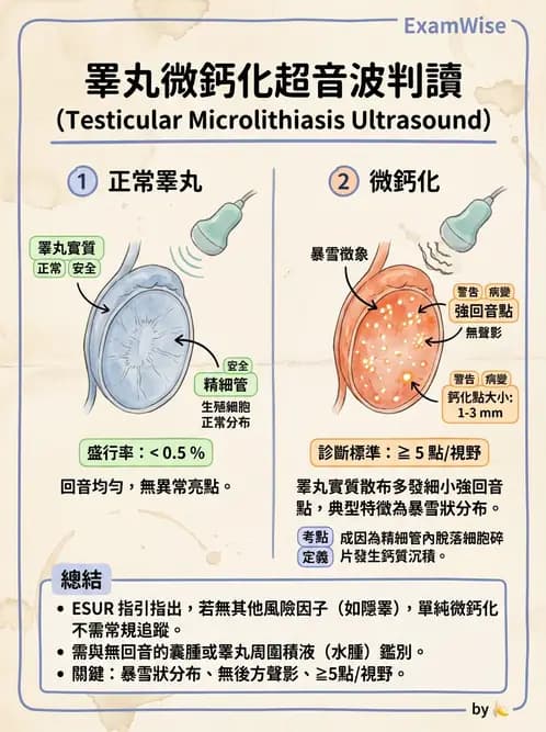 放射 - 泌尿生殖與小器官超音波 - AI 圖文解析預覽