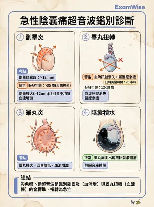 放射 - 泌尿生殖與小器官超音波 - AI 圖文解析預覽