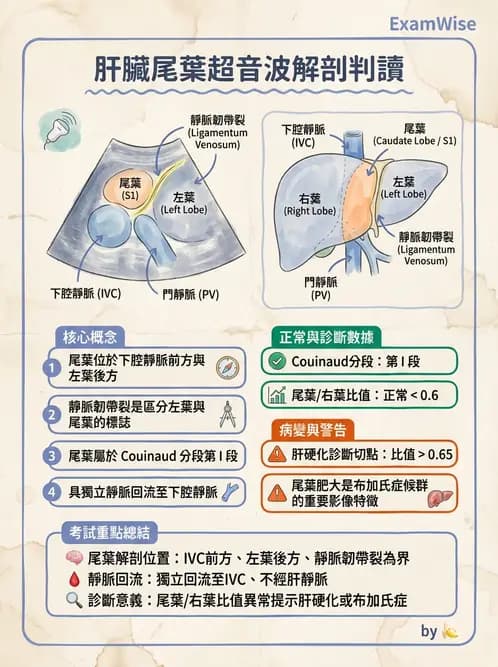 放射 - 肝臟超音波 - AI 圖文解析預覽