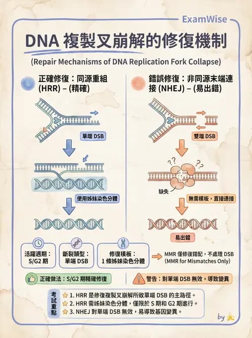放射 - DNA傷害與修復 - AI 圖文解析預覽