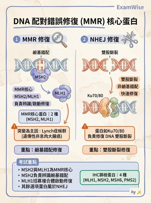 放射 - DNA傷害與修復 - AI 圖文解析預覽